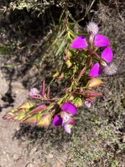 Polygala bracteolata
