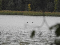 Anas platyrhynchos