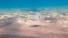 Sparus auratus