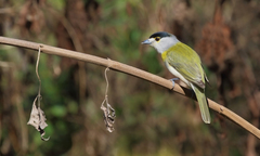 Pachyramphus viridis