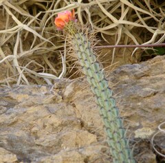 Corryocactus erectus