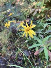 Arnica lanceolata