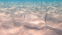 Sparus auratus