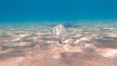 Sparus auratus
