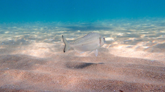 Sparus auratus