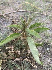 Asclepias oenotheroides