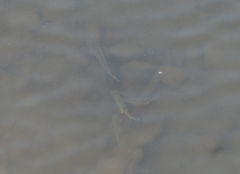 Planiliza subviridis