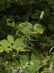 Lilium philadelphicum