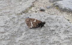 Hipparchia miguelensis