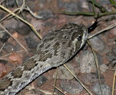 Crotalus scutulatus