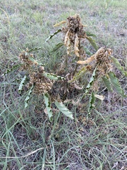 Asclepias oenotheroides