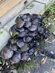 Coprinopsis atramentaria