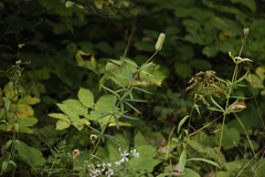 Lilium philadelphicum