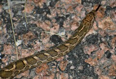 Arizona elegans elegans