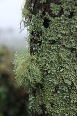 Usnea subfloridana