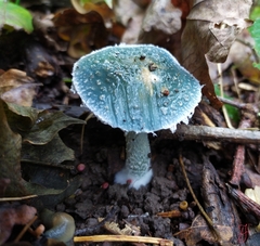 Stropharia aeruginosa