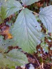 Rubus caesius