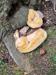 Pseudoinonotus dryadeus