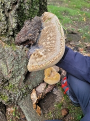 Pseudoinonotus dryadeus