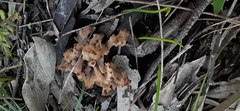 Clavulina vinaceocervina