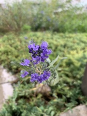 Caryopteris