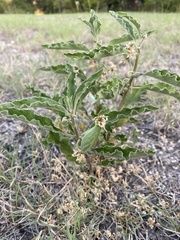 Asclepias oenotheroides