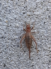 Arachnocephalus vestitus