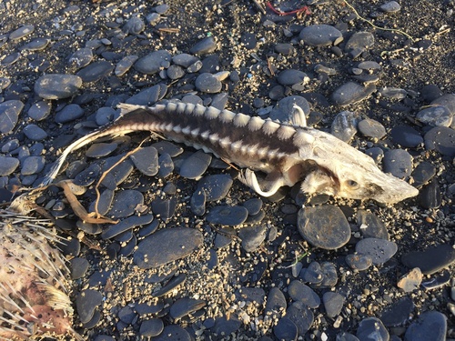 Amur sturgeon (Acipenser schrenckii) — Acipenseridae — 2