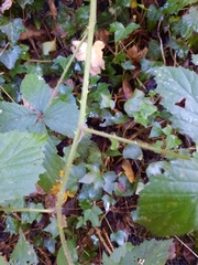 Rubus caesius
