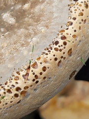 Pseudoinonotus dryadeus