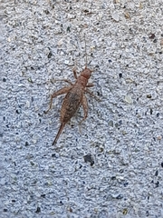 Arachnocephalus vestitus