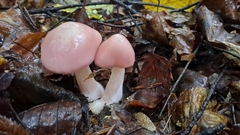 Mycena rosea