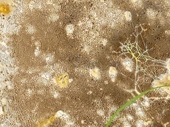 Pseudoinonotus dryadeus