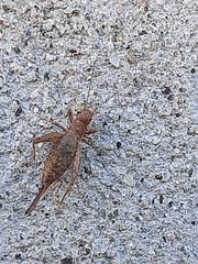 Arachnocephalus vestitus