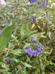 Caryopteris