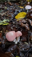 Mycena rosea