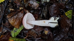 Mycena rosea
