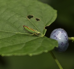 Graphocephala fennahi