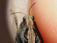 Tetrix ceperoi