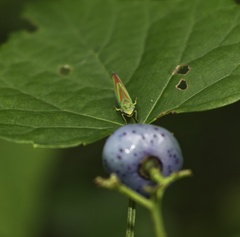 Graphocephala fennahi