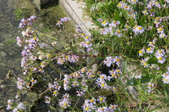 Tripolium pannonicum