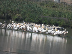 Pelecanus onocrotalus
