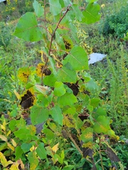 Populus deltoides