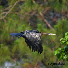 Anhinga melanogaster