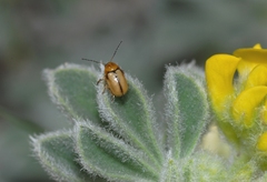 Cryptocephalus fulvus