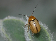 Cryptocephalus fulvus