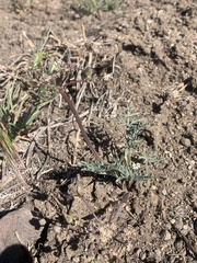 Lomatium nevadense parishii