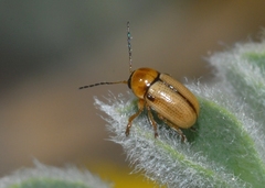 Cryptocephalus fulvus
