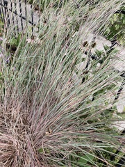 Schizachyrium scoparium