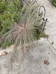 Schizachyrium scoparium